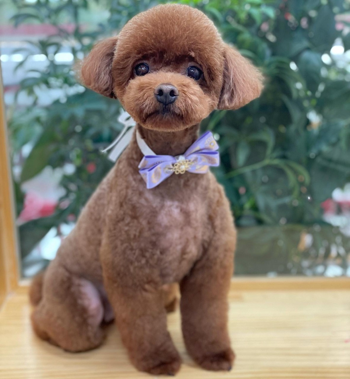 그루밍살롱올댓독애견미용실