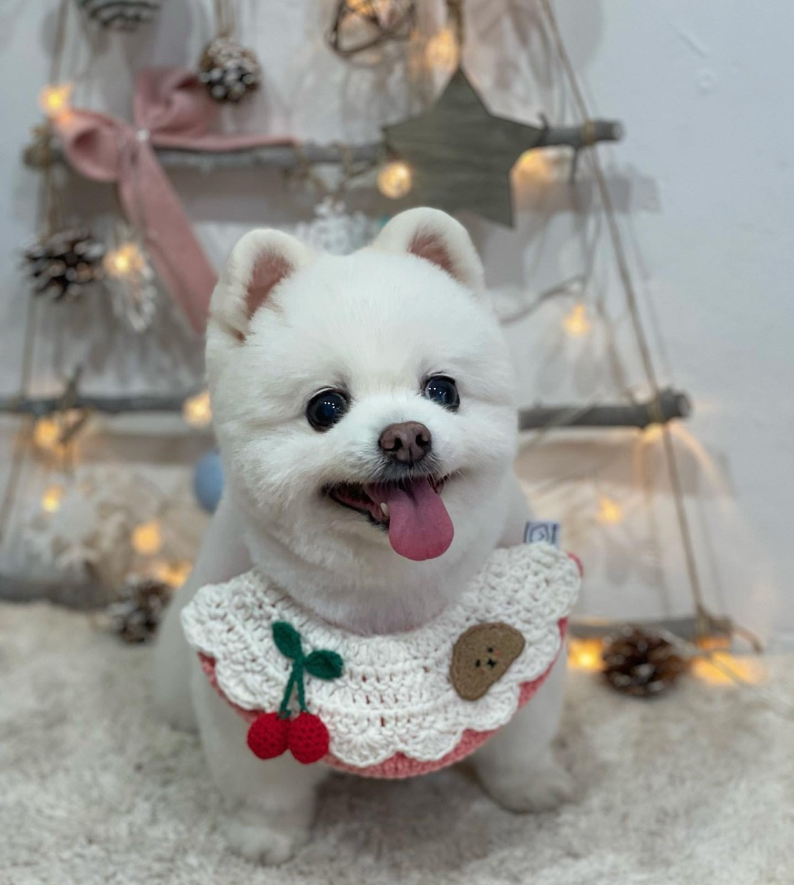 그루밍살롱올댓독애견미용실