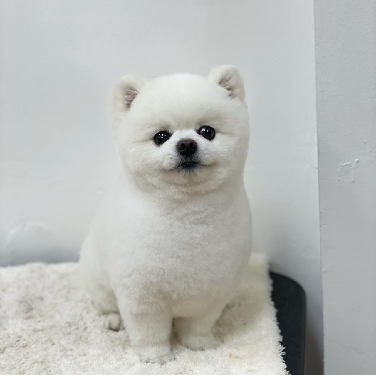 그루밍살롱올댓독애견미용실
