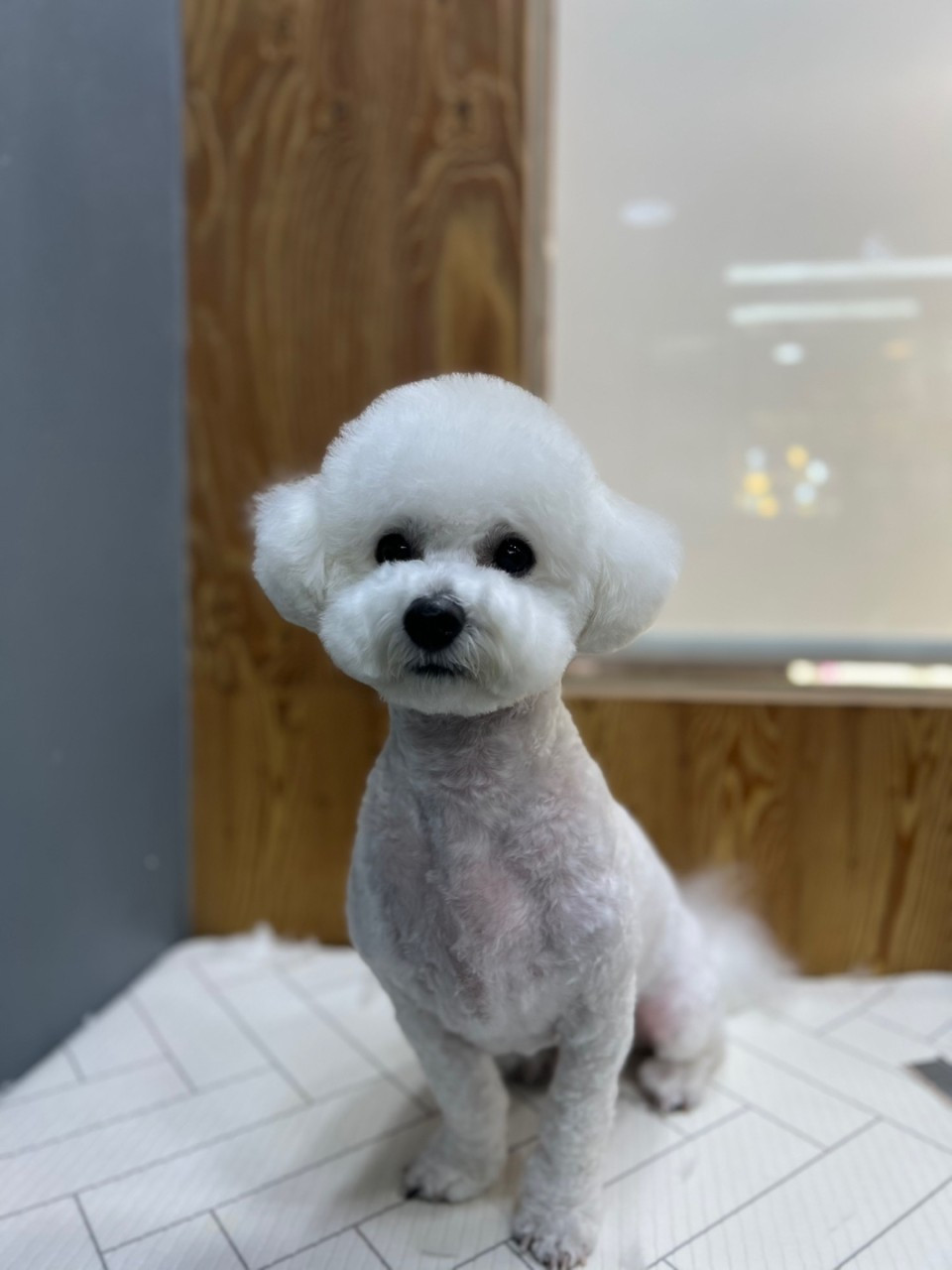 도도그루밍