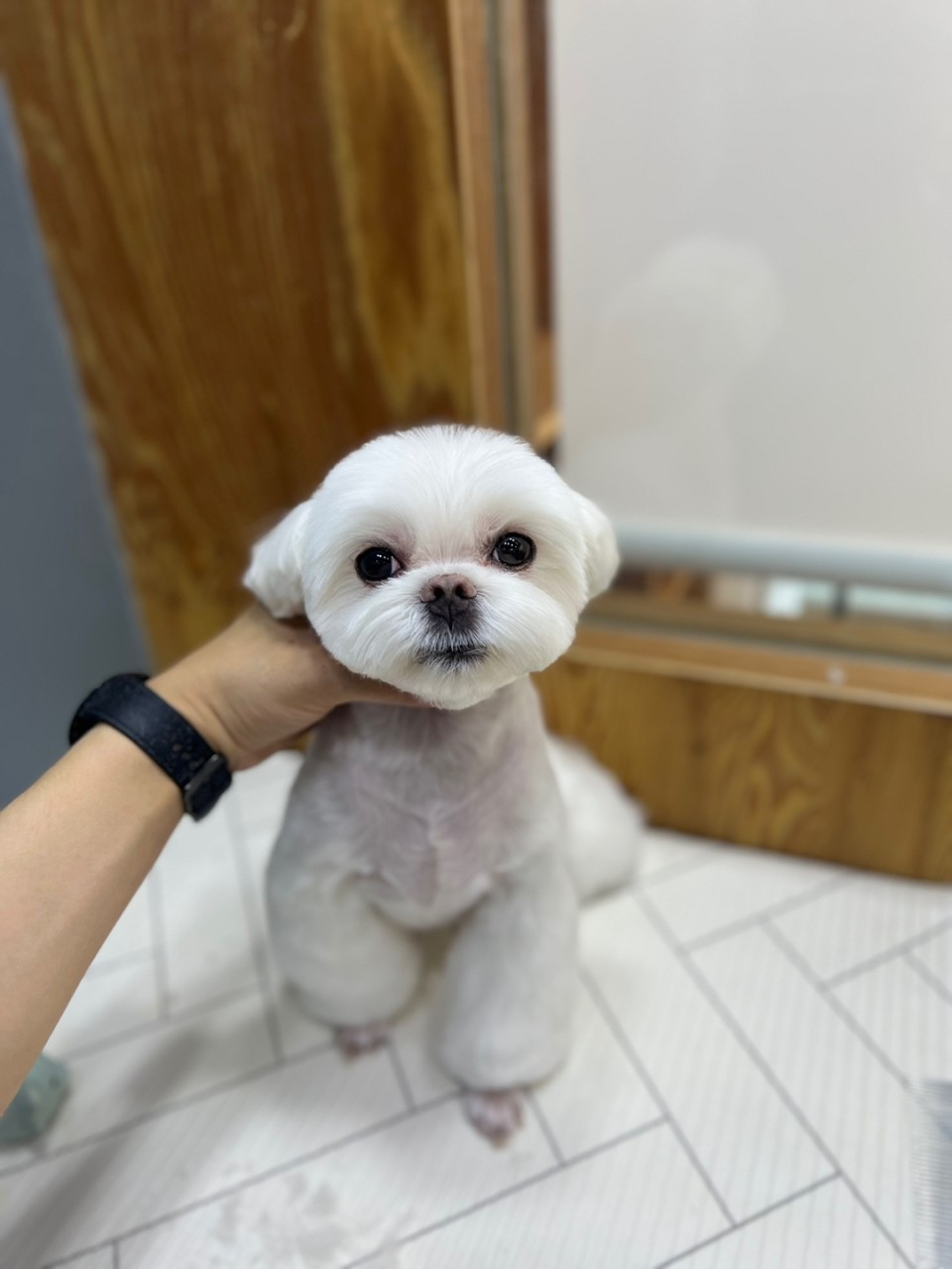 도도그루밍
