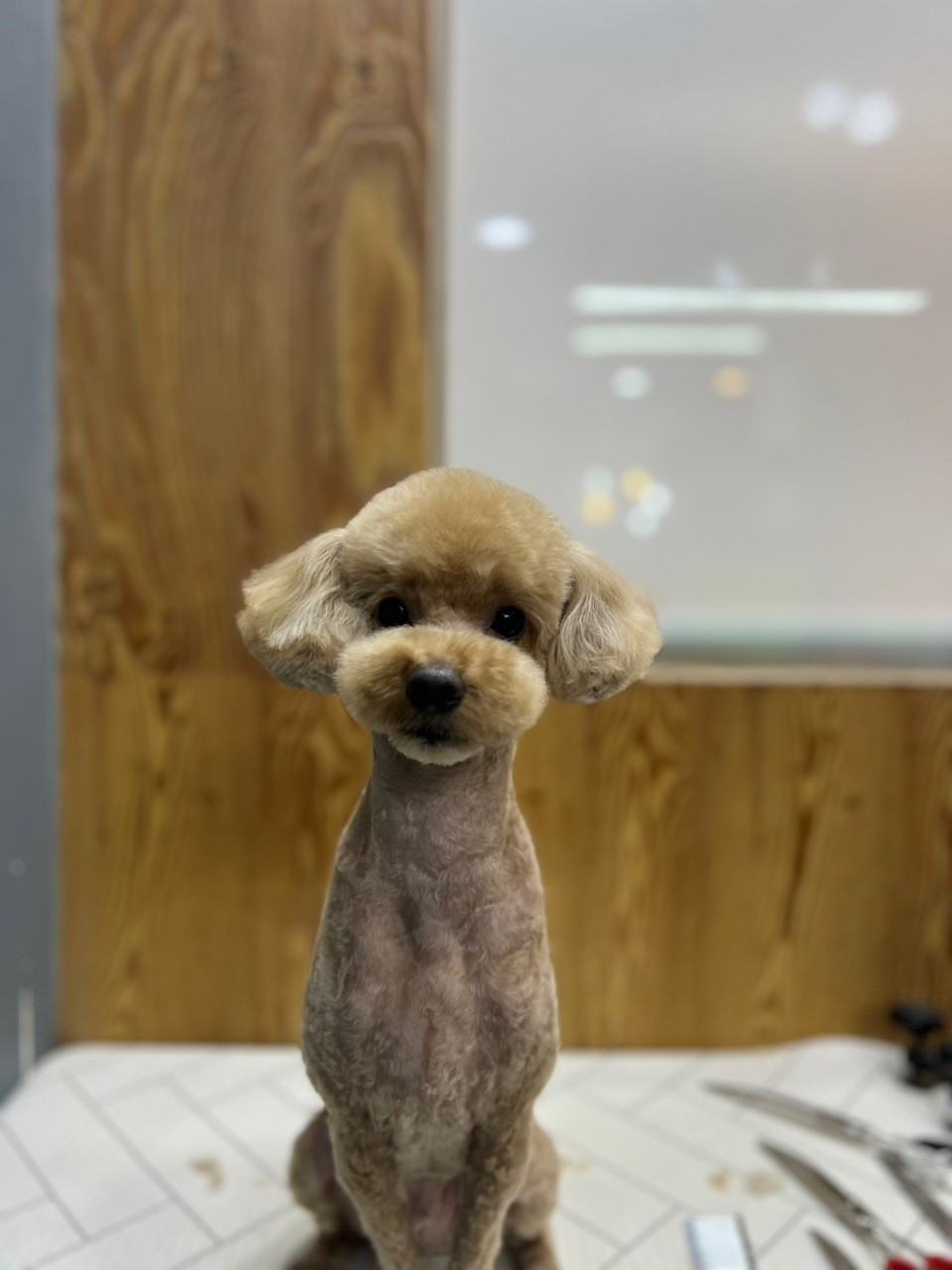 도도그루밍