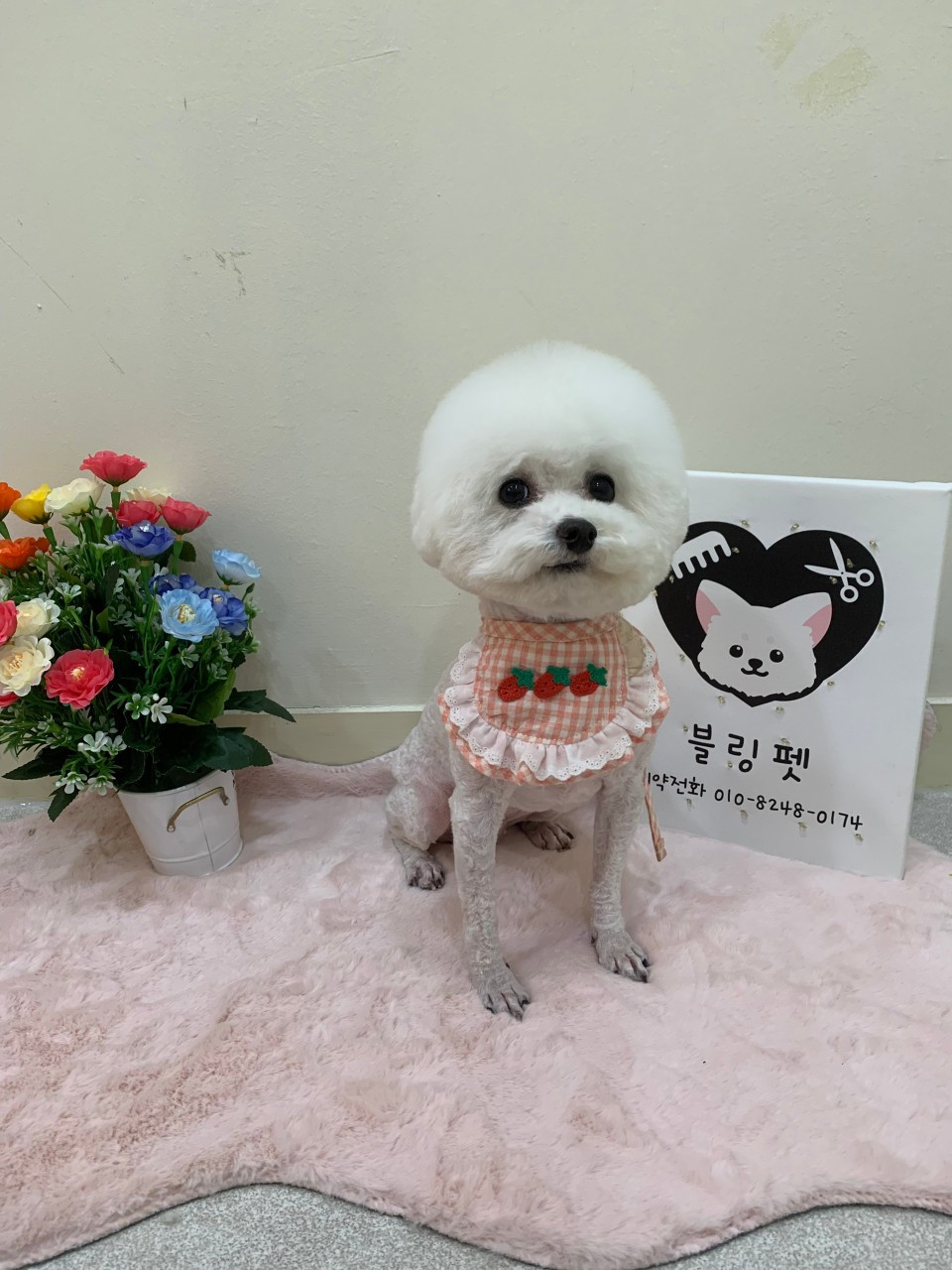 블링펫