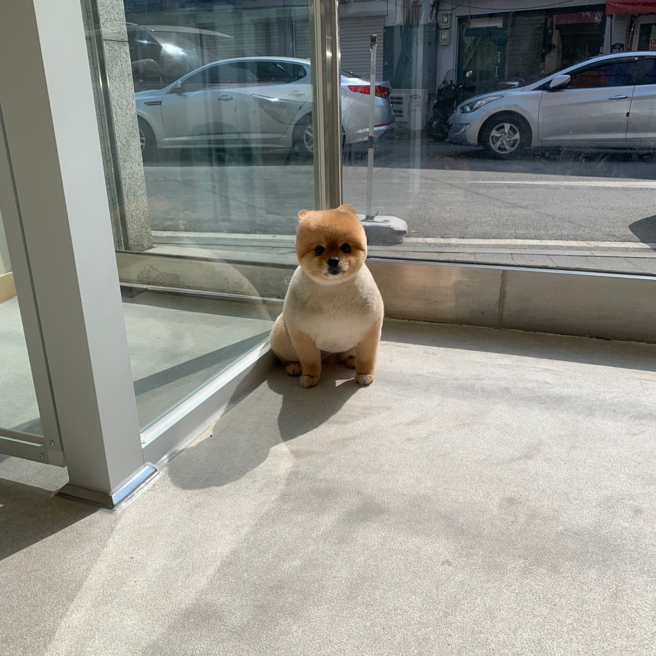블링펫