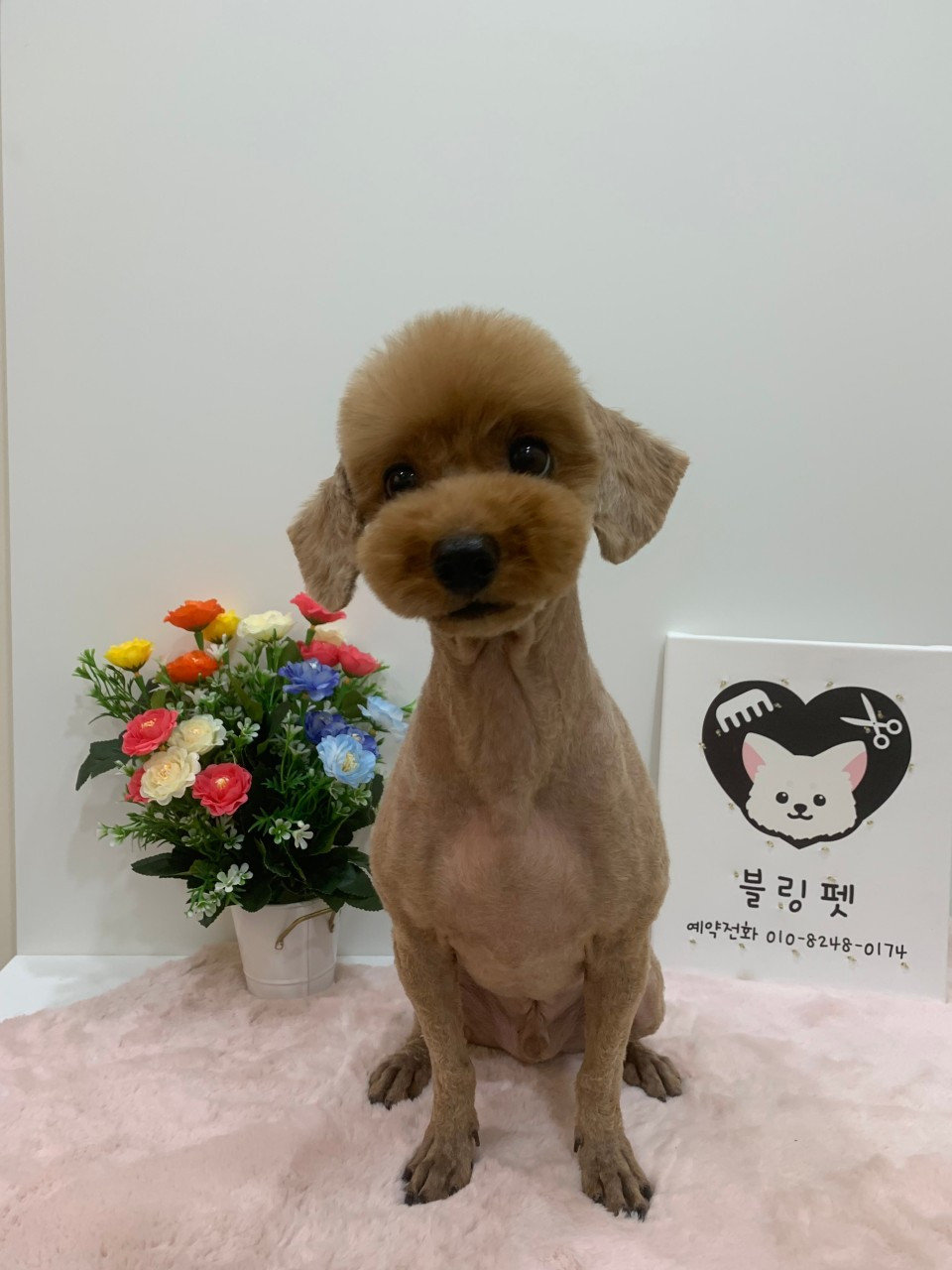 블링펫