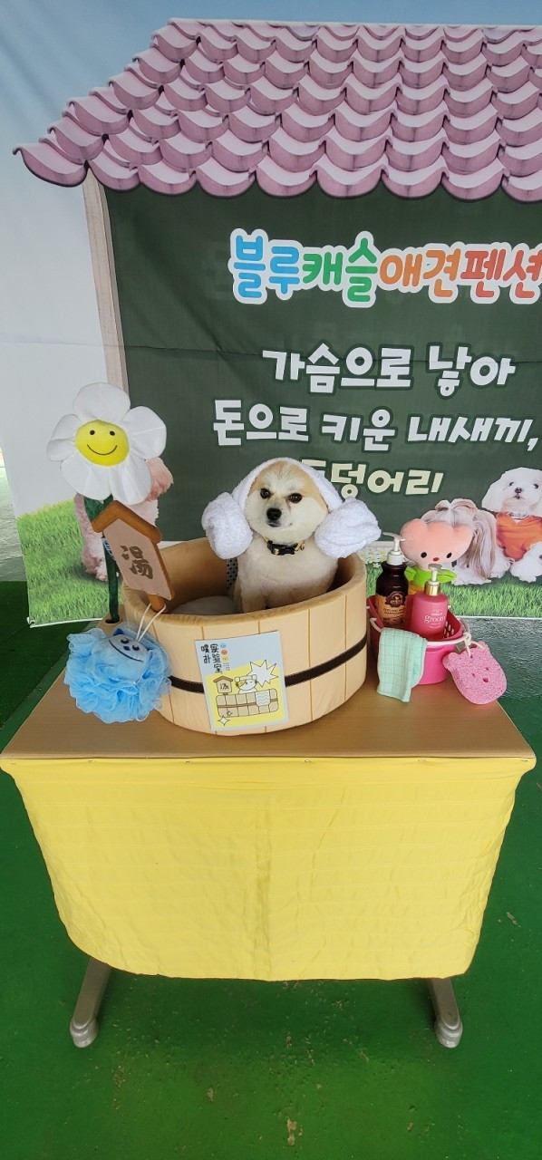 블루캐슬애견펜션