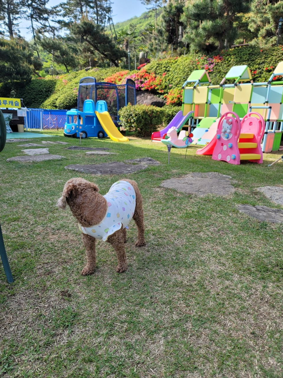 블루캐슬애견펜션