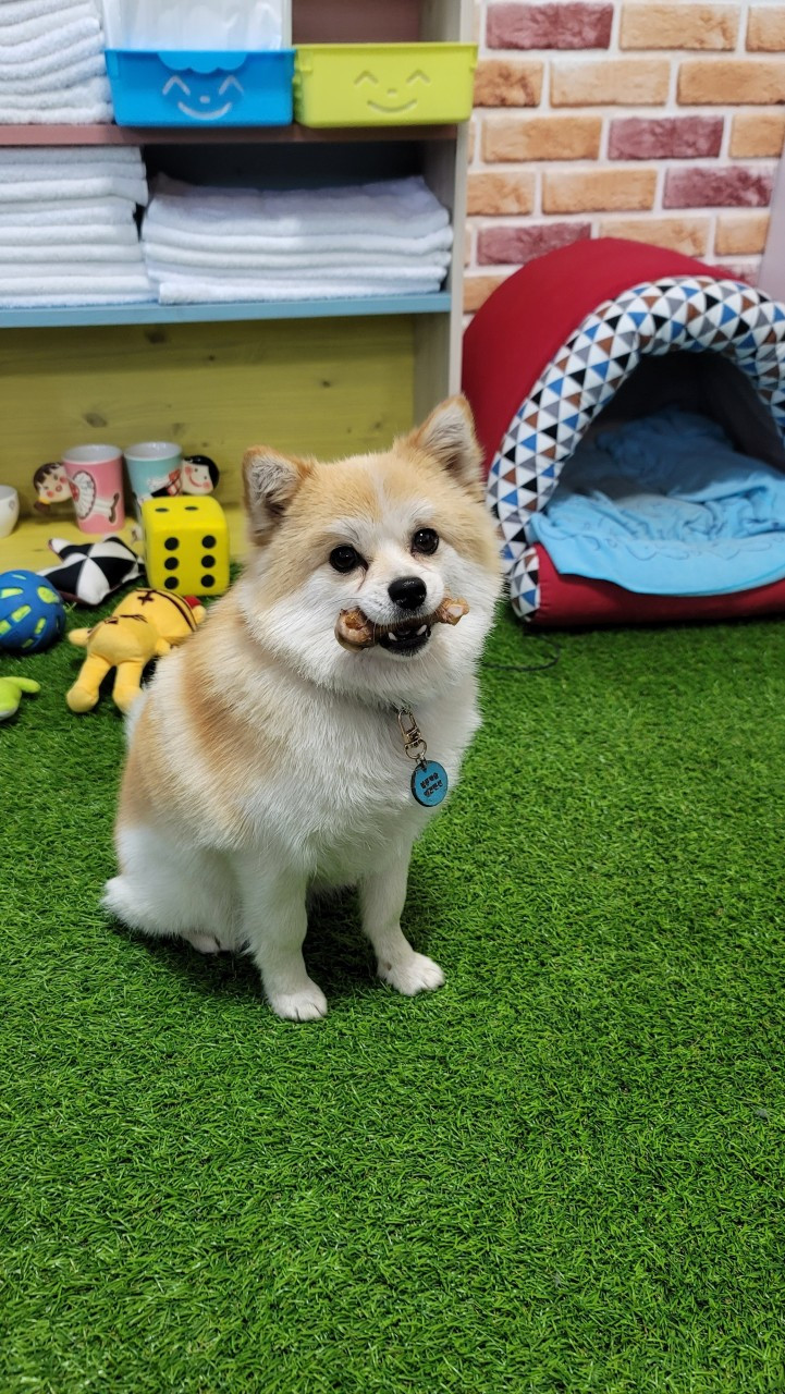 블루캐슬애견펜션