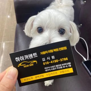 하이카덴트