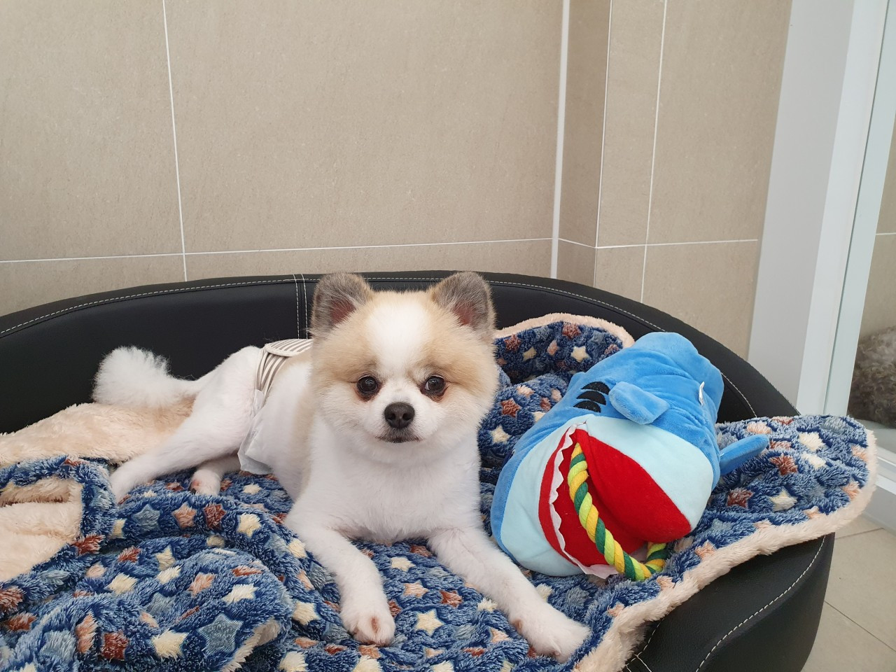 반려:견 2호점
