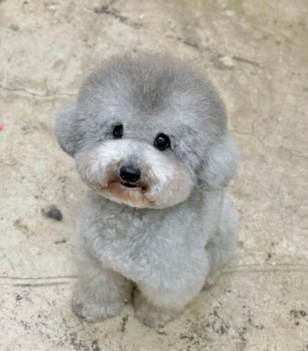 반려:견 2호점