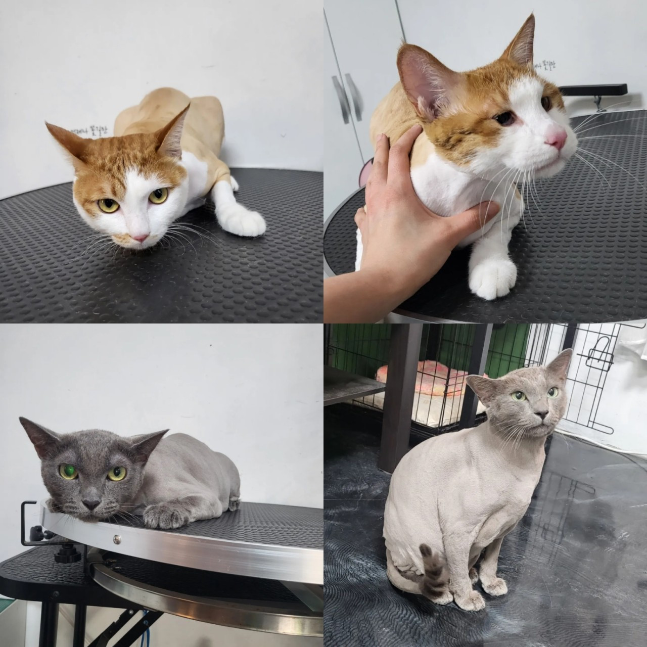 쁘띠독