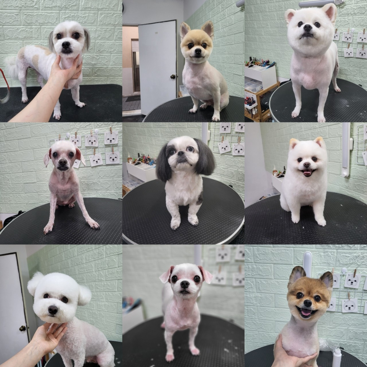 쁘띠독