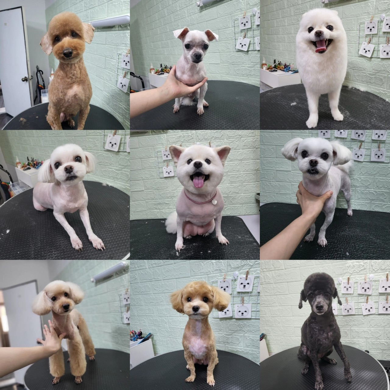 쁘띠독