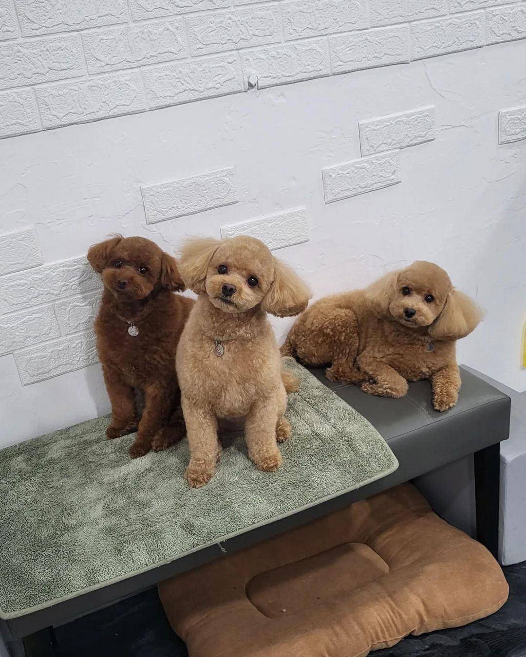 쁘띠독