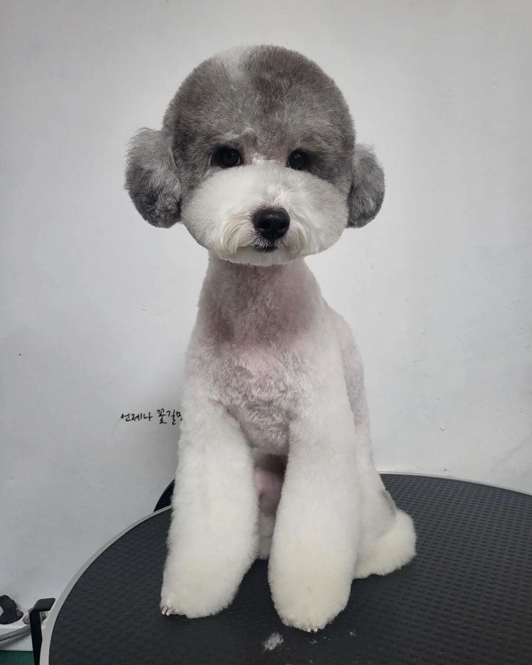 쁘띠독
