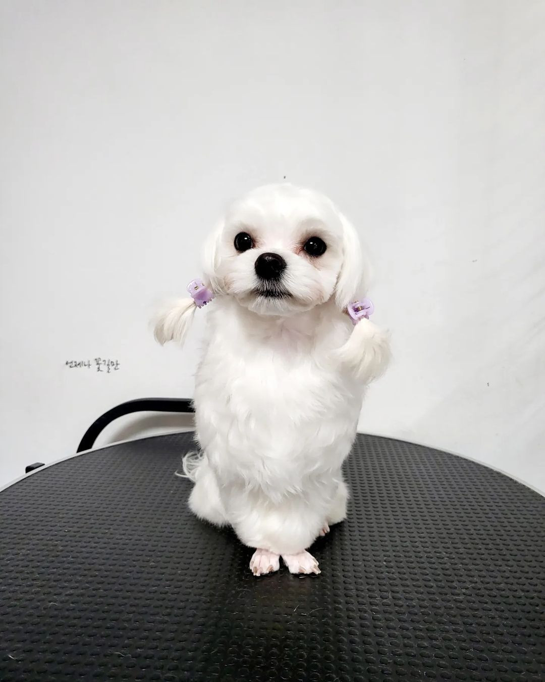 쁘띠독