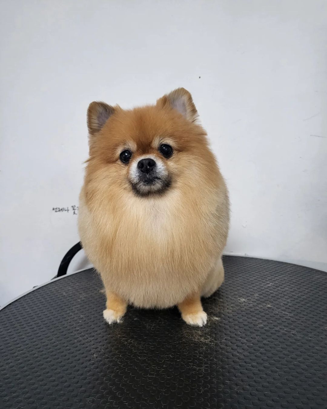 쁘띠독
