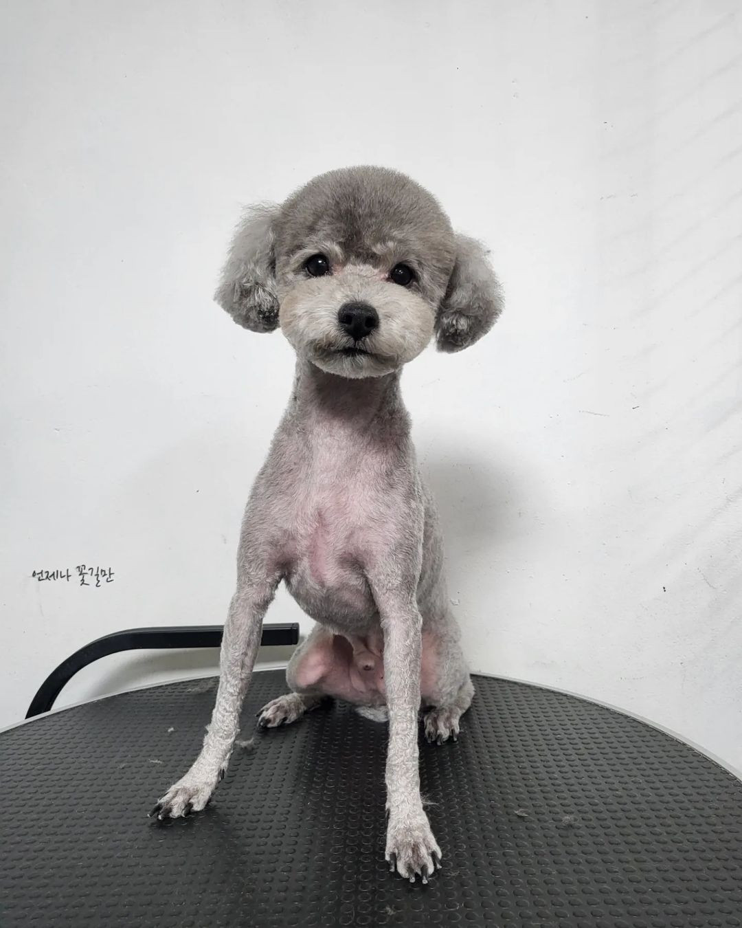 쁘띠독