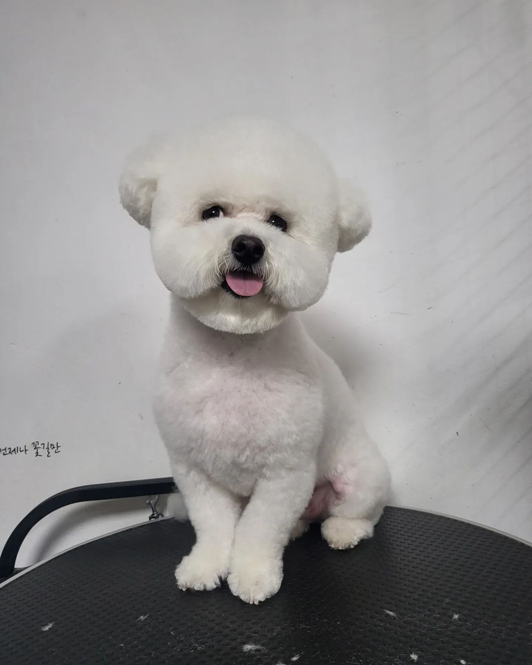 쁘띠독
