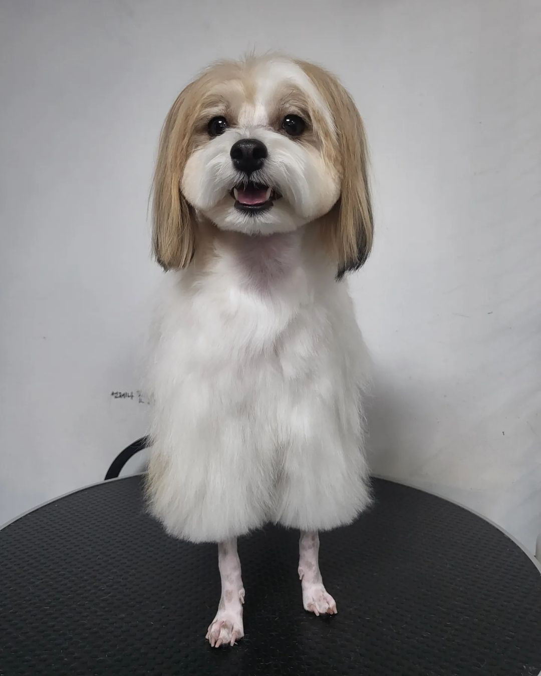 쁘띠독