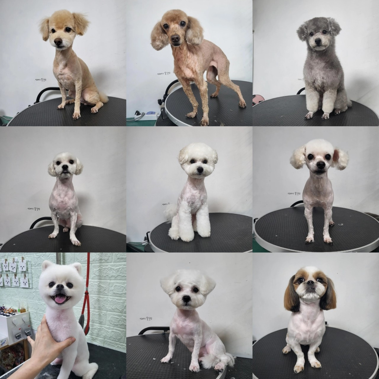 쁘띠독