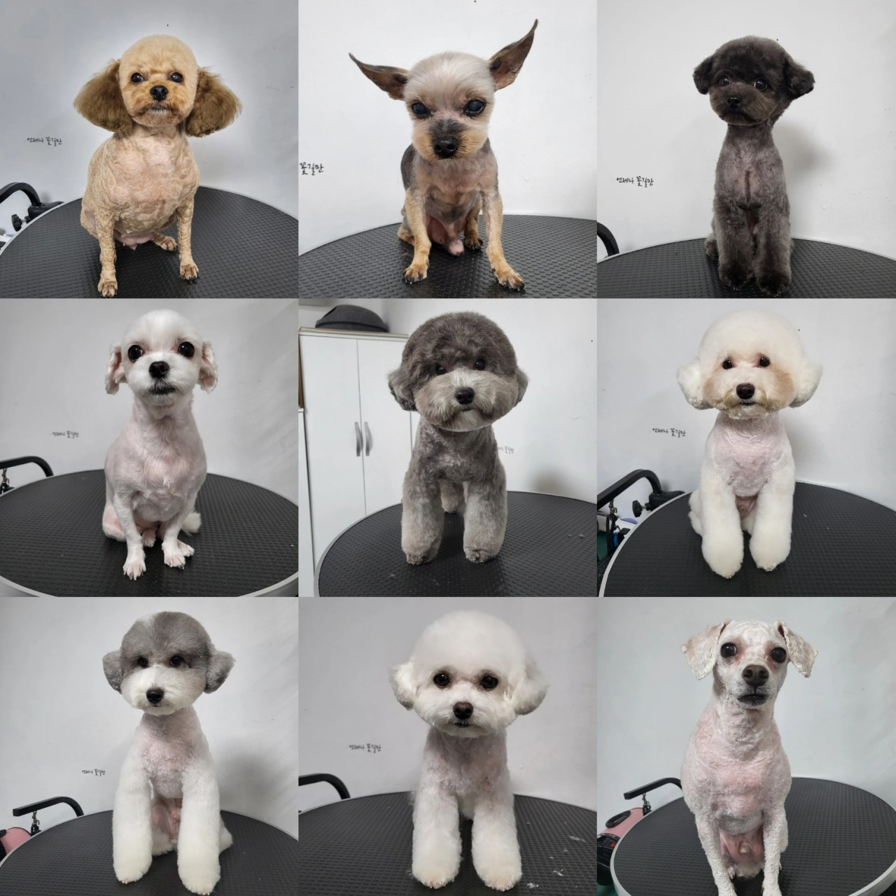 쁘띠독