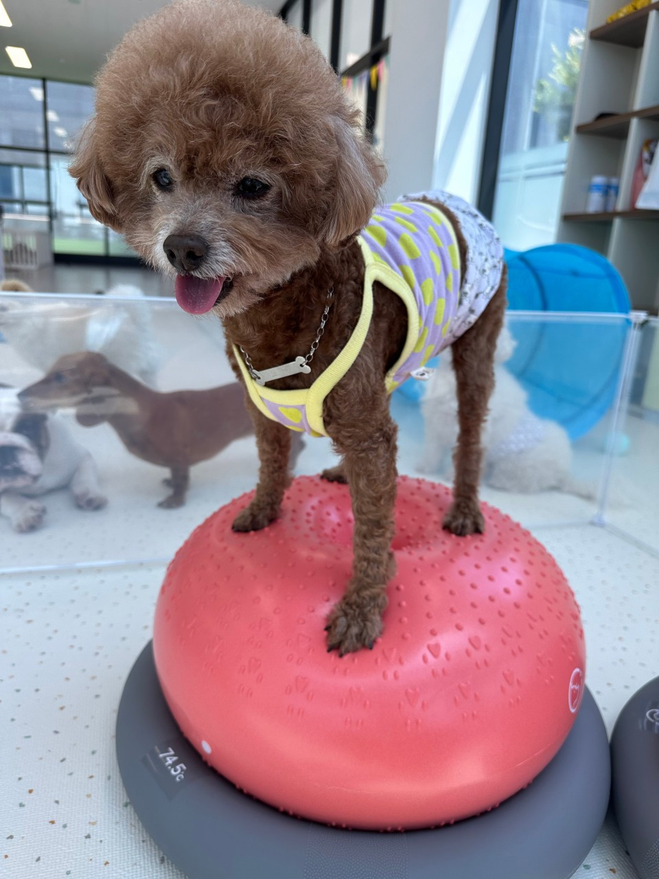펫크닉애견유치원