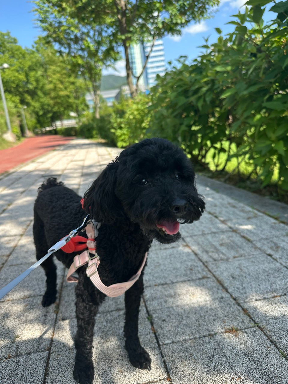 펫크닉애견유치원