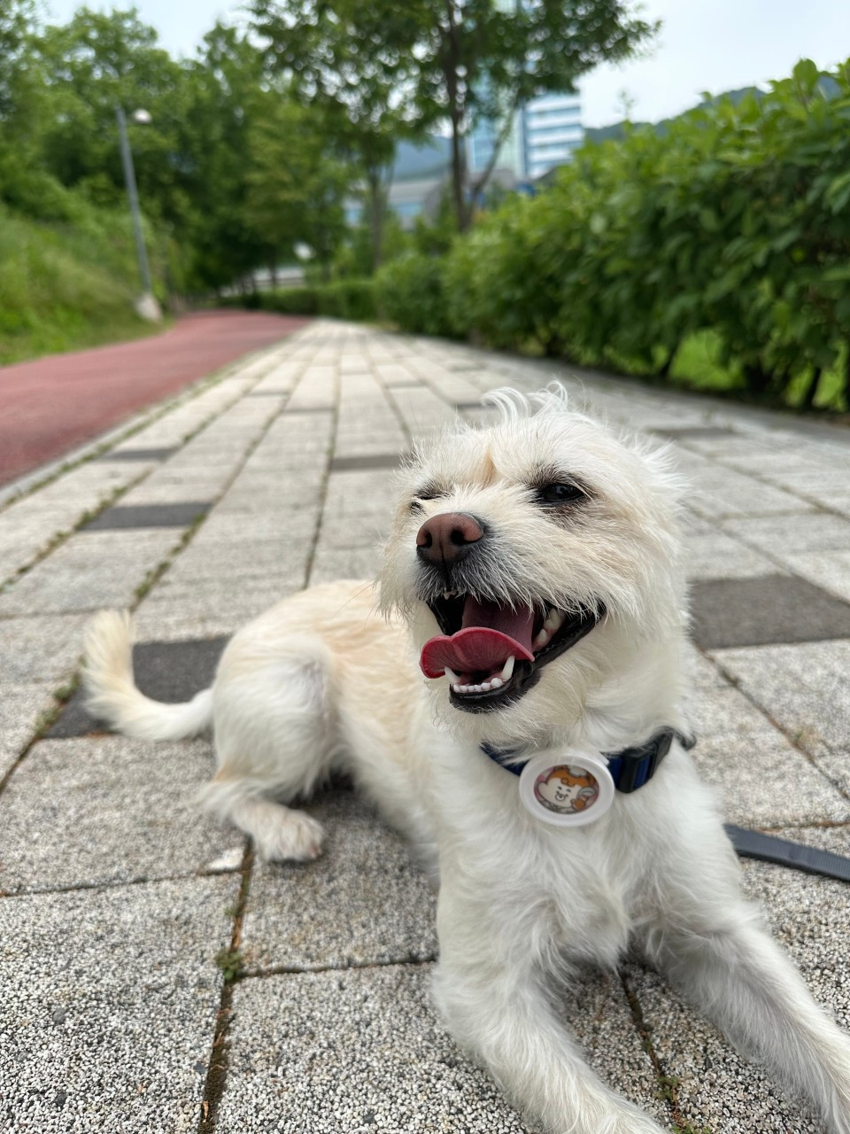 펫크닉애견유치원