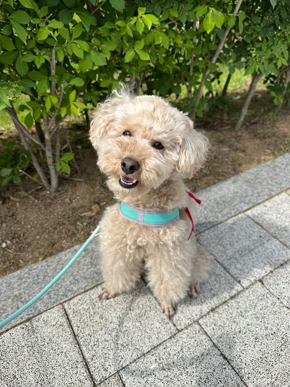 펫크닉애견유치원