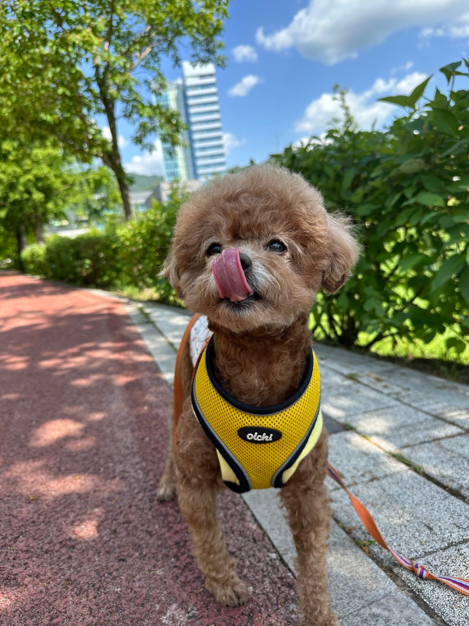펫크닉애견유치원