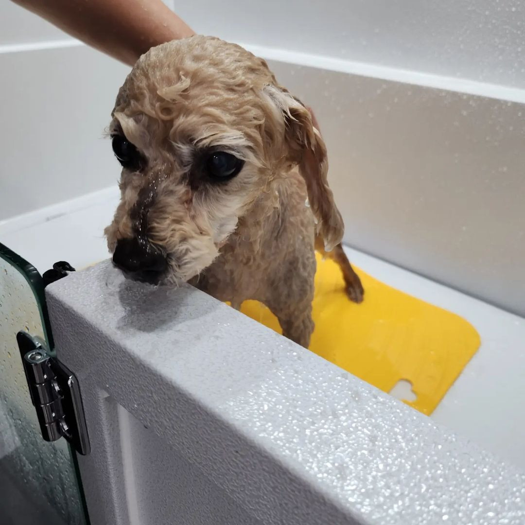 버블DOG