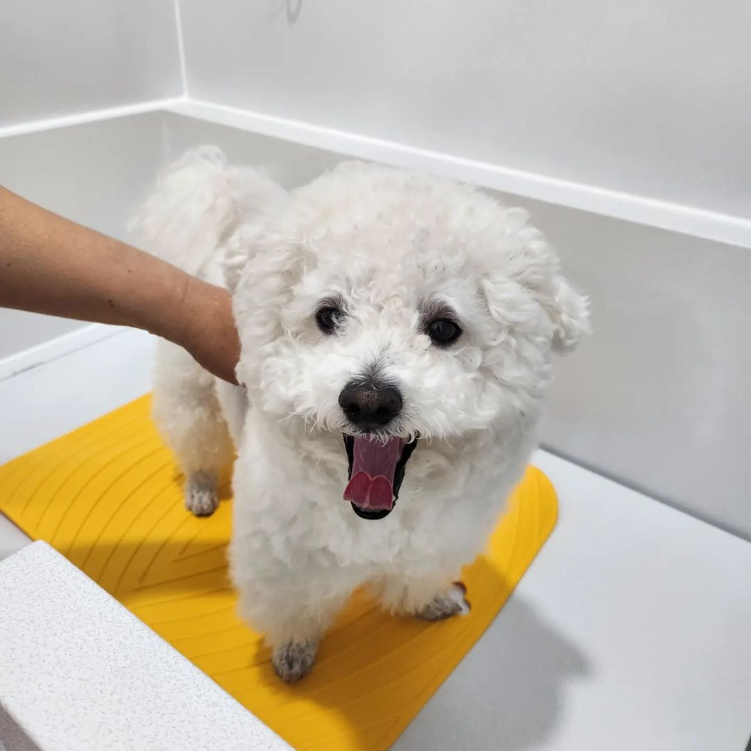 버블DOG