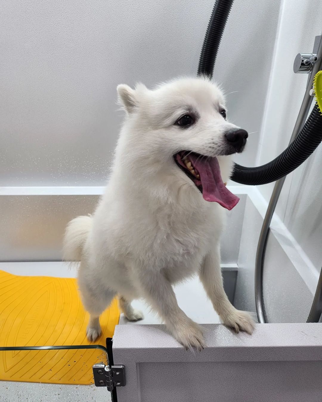 버블DOG