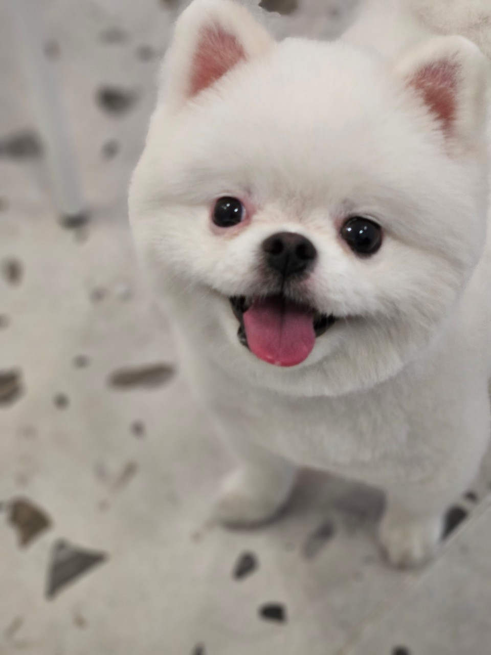 와프펫살롱