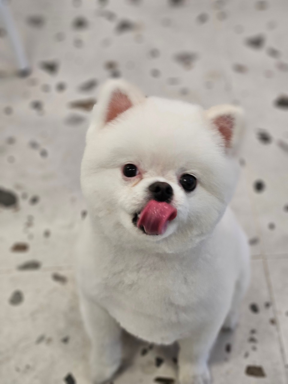 와프펫살롱