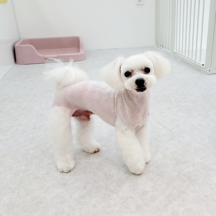 바비펫