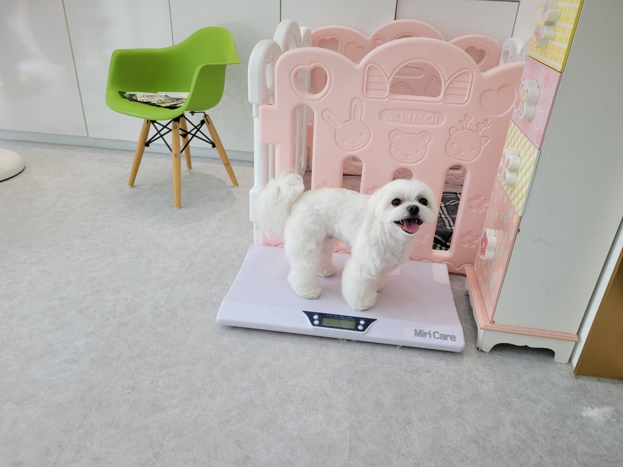 바비펫
