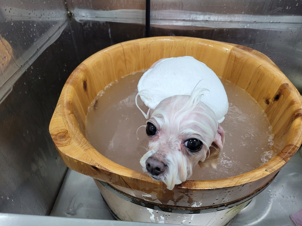 바비펫