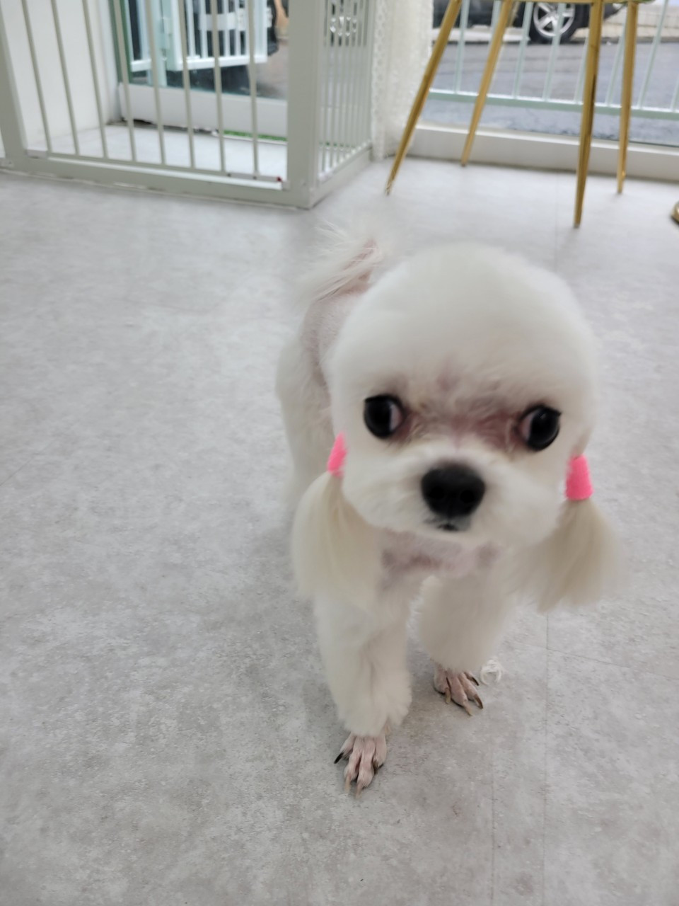 바비펫