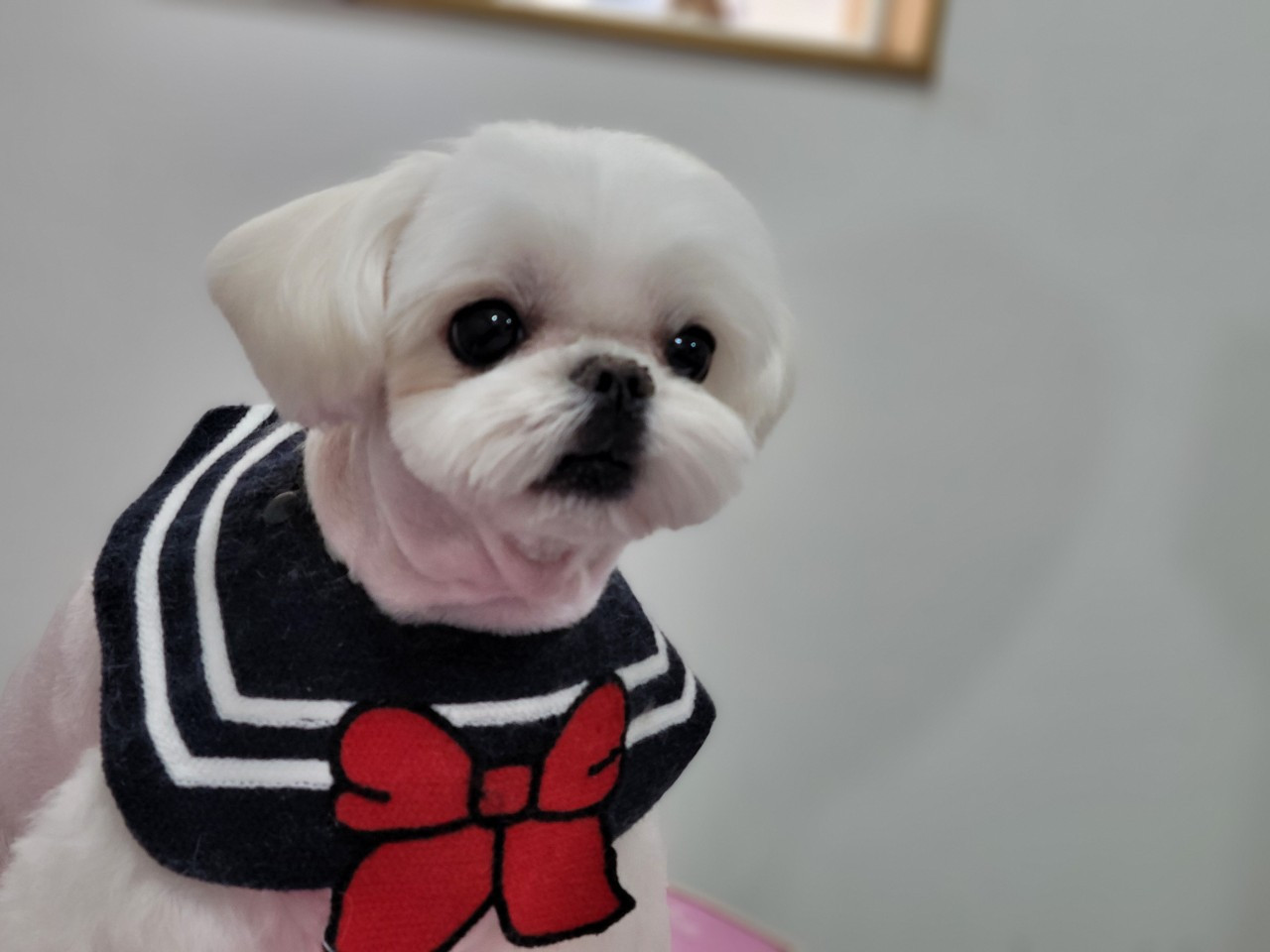 바비펫