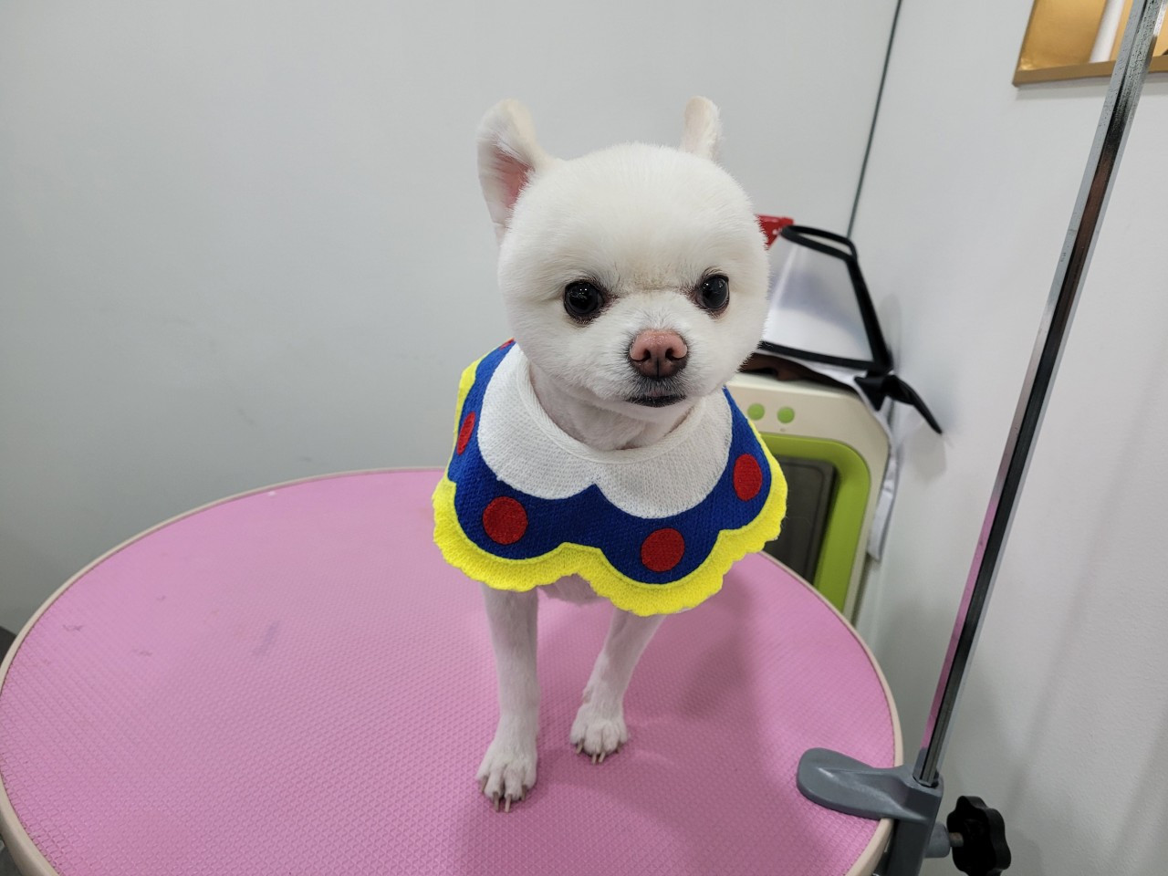 바비펫
