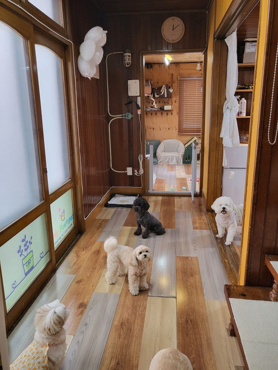 금댕이애견유치원&호텔