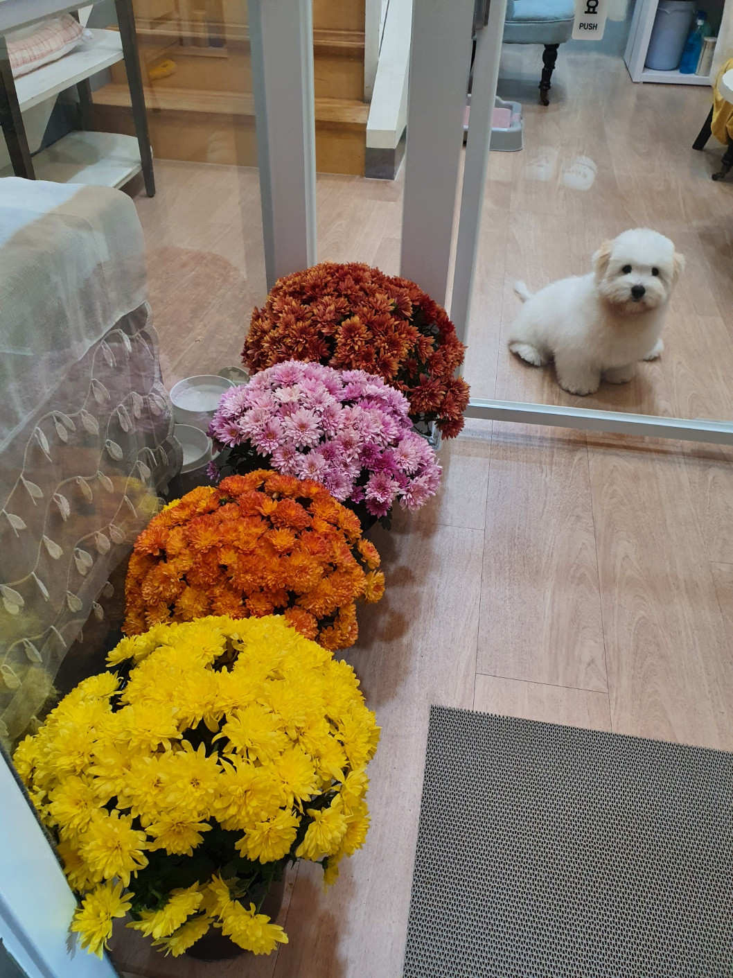 나의첫강아지