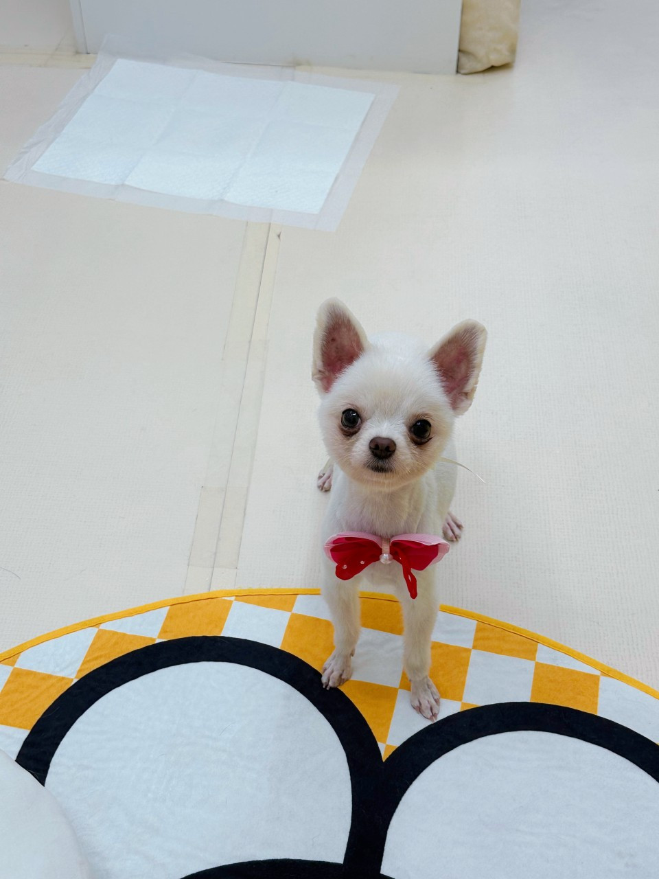 모리몽