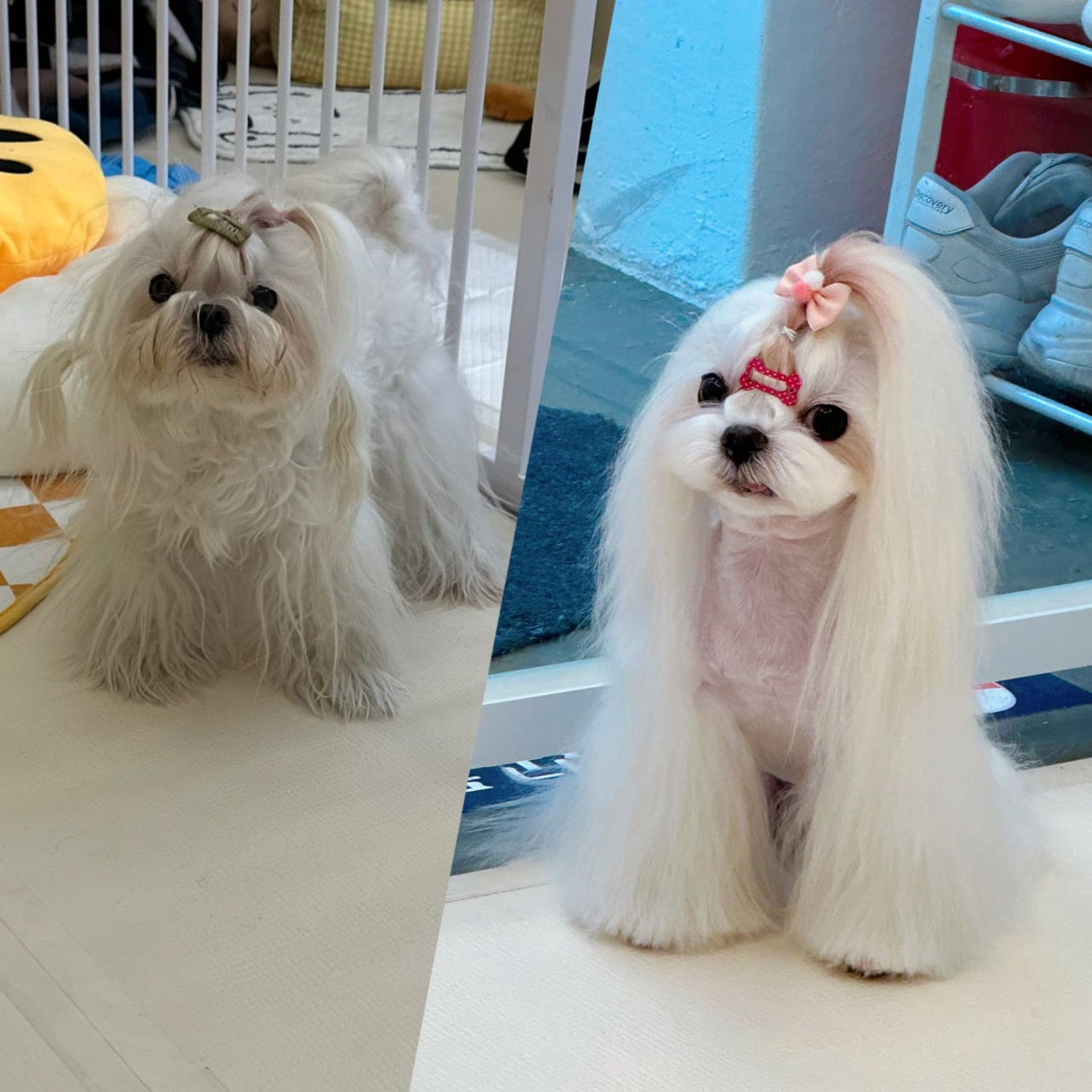 모리몽