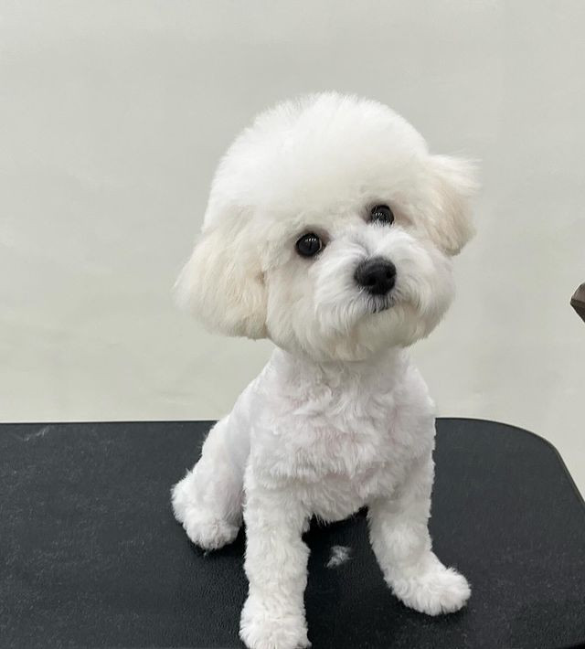 딩굴댕굴