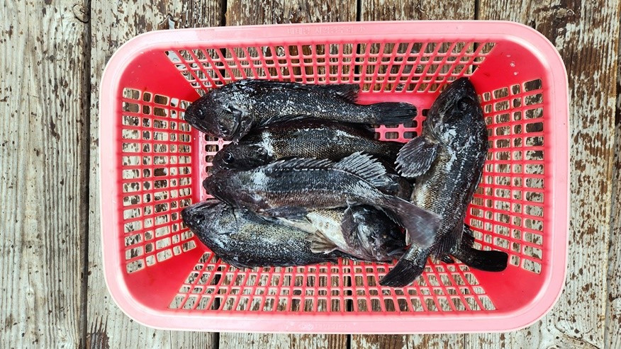 신진호좌대낚시