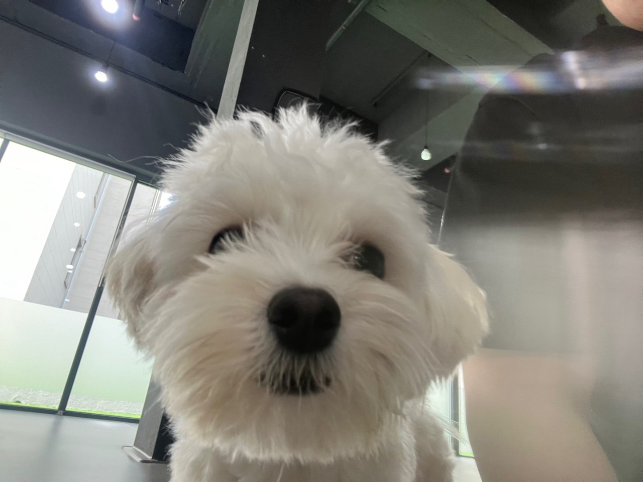 푸젤강아지유치원